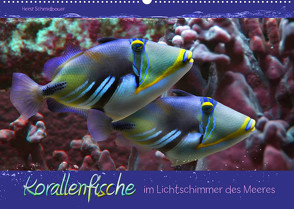 Korallenfische im Lichtschimmer des Meeres (Wandkalender 2023 DIN A2 quer) von Schmidbauer,  Heinz