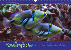 Korallenfische im Lichtschimmer des Meeres (Wandkalender 2023 DIN A3 quer) von Schmidbauer,  Heinz