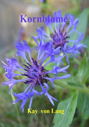 Kornblume von von Lang,  Kay