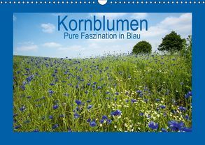 Kornblumen – Pure Faszination in Blau (Wandkalender 2019 DIN A3 quer) von Potratz,  Andrea
