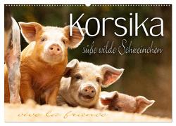 Korsika – süße, wilde Schweinchen (Wandkalender 2024 DIN A2 quer), CALVENDO Monatskalender von Schöb,  Monika