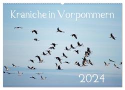 Kraniche in Vorpommern (Wandkalender 2024 DIN A2 quer), CALVENDO Monatskalender von Reinhold,  Siegfried