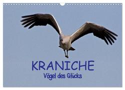 Kraniche – Vögel des Glücks (Wandkalender 2024 DIN A3 quer), CALVENDO Monatskalender von Weise,  Ralf