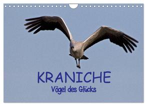 Kraniche – Vögel des Glücks (Wandkalender 2024 DIN A4 quer), CALVENDO Monatskalender von Weise,  Ralf