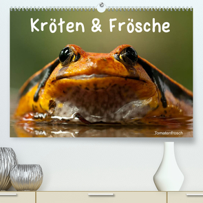 Kröten & Frösche (Premium, hochwertiger DIN A2 Wandkalender 2023, Kunstdruck in Hochglanz) von Stanzer,  Elisabeth