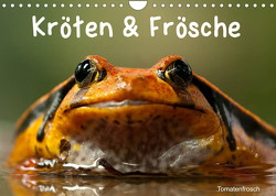 Kröten & Frösche (Wandkalender 2023 DIN A4 quer) von Stanzer,  Elisabeth