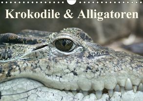 Krokodile & Alligatoren (Wandkalender 2018 DIN A4 quer) von Stanzer,  Elisabeth