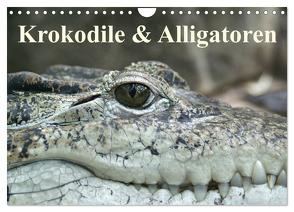 Krokodile & Alligatoren (Wandkalender 2024 DIN A4 quer), CALVENDO Monatskalender von Stanzer,  Elisabeth