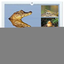 Krokodile in der Wildnis (hochwertiger Premium Wandkalender 2024 DIN A2 quer), Kunstdruck in Hochglanz von und Michael Herzog,  Yvonne