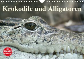 Krokodile und Alligatoren (Wandkalender 2020 DIN A4 quer) von Stanzer,  Elisabeth