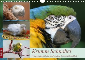 Krumm Schnäbel – Papageien, Sittiche und andere Krumm Schnäbel (Wandkalender 2019 DIN A4 quer) von Mielewczyk,  Barbara