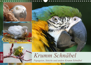 Krumm Schnäbel – Papageien, Sittiche und andere Krumm Schnäbel (Wandkalender 2022 DIN A3 quer) von Mielewczyk,  Barbara