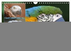 Krumm Schnäbel – Papageien, Sittiche und andere Krumm Schnäbel (Wandkalender 2024 DIN A4 quer), CALVENDO Monatskalender von Mielewczyk,  Barbara