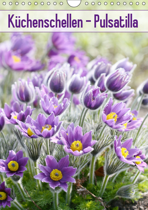 Küchenschellen Pulsatilla (Wandkalender 2019 DIN A4 hoch) von Kruse,  Gisela