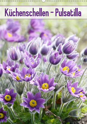 Küchenschellen Pulsatilla (Wandkalender 2021 DIN A2 hoch) von Kruse,  Gisela