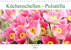 Küchenschellen Pulsatilla (Wandkalender 2021 DIN A4 quer) von Kruse,  Gisela