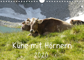 Kühe mit Hörnern (Wandkalender 2020 DIN A4 quer) von Goldscheider,  Stefanie