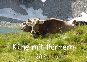 Kühe mit Hörnern (Wandkalender 2021 DIN A3 quer) von Goldscheider,  Stefanie