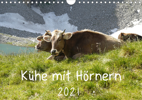 Kühe mit Hörnern (Wandkalender 2021 DIN A4 quer) von Goldscheider,  Stefanie