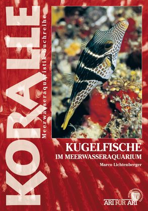 Kugelfische im Meerwasseraquarium von Lichtenberger,  Marco