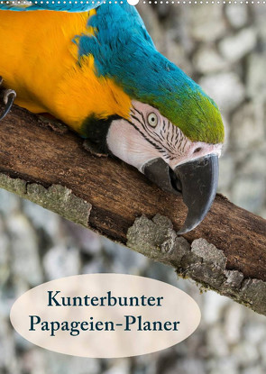 Kunterbunter Papageien-Planer (Wandkalender 2023 DIN A2 hoch) von Beuck,  Angelika