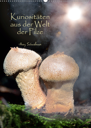 Kuriositäten aus der Welt der Pilze (Wandkalender 2021 DIN A2 hoch) von Schmidbauer,  Heinz