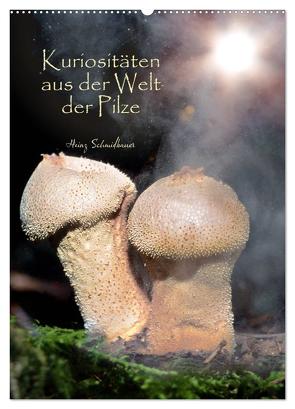 Kuriositäten aus der Welt der Pilze (Wandkalender 2024 DIN A2 hoch), CALVENDO Monatskalender von Schmidbauer,  Heinz