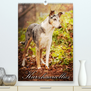 Kurzhaarcollies (Premium, hochwertiger DIN A2 Wandkalender 2023, Kunstdruck in Hochglanz) von Längsfeld,  Laura