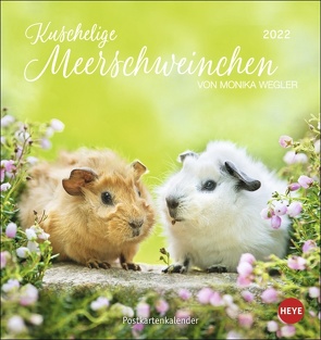 Kuschelige Meerschweinchen Postkartenkalender 2022 von Heye, Wegler,  Monika