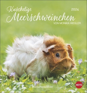 Kuschelige Meerschweinchen Postkartenkalender 2024 von Monika Wegler