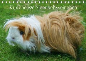 Kuschelige Meerschweinchen (Tischkalender 2018 DIN A5 quer) von kattobello