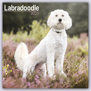 Labradoodle 2023 – 16-Monatskalender