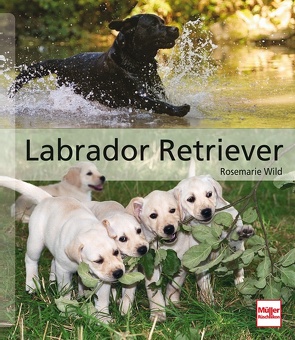 Labrador Retriever von Wild,  Rosemarie