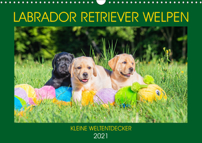 Labrador Retriever Welpen – Kleine Weltentdecker (Wandkalender 2021 DIN A3 quer) von Starick,  Sigrid