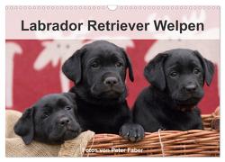 Labrador Retriever Welpen (Wandkalender 2024 DIN A3 quer), CALVENDO Monatskalender von Faber,  Peter