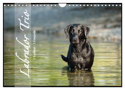 Labrador Trio – 3 Farben, 3 Freunde (Wandkalender 2024 DIN A4 quer), CALVENDO Monatskalender von Strunz,  Cornelia