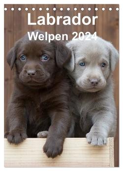 Labrador Welpen (Tischkalender 2024 DIN A5 hoch), CALVENDO Monatskalender von Bollich,  Heidi