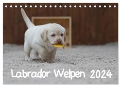 Labrador Welpen (Tischkalender 2024 DIN A5 quer), CALVENDO Monatskalender von Bollich,  Heidi