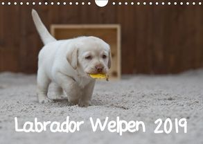Labrador Welpen (Wandkalender 2019 DIN A4 quer) von Bollich,  Heidi