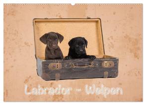 Labrador – Welpen (Wandkalender 2024 DIN A2 quer), CALVENDO Monatskalender von Eschrich -HeschFoto,  Heiko
