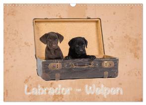 Labrador – Welpen (Wandkalender 2024 DIN A3 quer), CALVENDO Monatskalender von Eschrich -HeschFoto,  Heiko