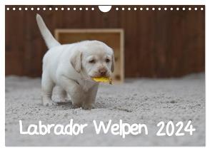 Labrador Welpen (Wandkalender 2024 DIN A4 quer), CALVENDO Monatskalender von Bollich,  Heidi