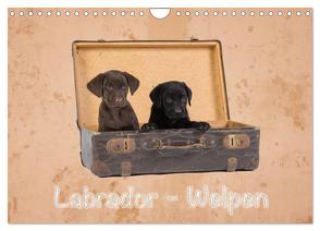 Labrador – Welpen (Wandkalender 2024 DIN A4 quer), CALVENDO Monatskalender von Eschrich -HeschFoto,  Heiko