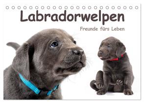 Labradorwelpen – Freunde fürs Leben (Tischkalender 2024 DIN A5 quer), CALVENDO Monatskalender von KRÄTSCHMER,  photodesign