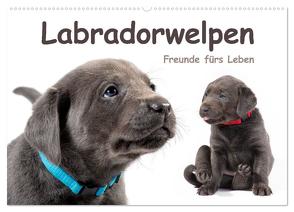 Labradorwelpen – Freunde fürs Leben (Wandkalender 2024 DIN A2 quer), CALVENDO Monatskalender von KRÄTSCHMER,  photodesign