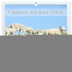 Lämmer auf dem Deich (hochwertiger Premium Wandkalender 2024 DIN A2 quer), Kunstdruck in Hochglanz von Schubbel,  Carola