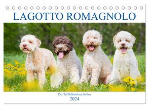 Lagotto Romagnolo – Der Trüffelhund aus Italien (Tischkalender 2024 DIN A5 quer), CALVENDO Monatskalender von Starick,  Sigrid