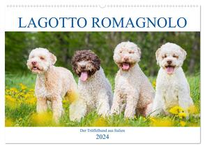 Lagotto Romagnolo – Der Trüffelhund aus Italien (Wandkalender 2024 DIN A2 quer), CALVENDO Monatskalender von Starick,  Sigrid