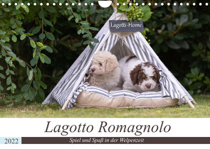 Lagotto Romagnolo – Spiel und Spaß in der Welpenzeit (Wandkalender 2022 DIN A4 quer) von Teßen,  Sonja