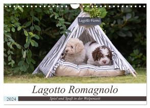 Lagotto Romagnolo – Spiel und Spaß in der Welpenzeit (Wandkalender 2024 DIN A4 quer), CALVENDO Monatskalender von Teßen,  Sonja